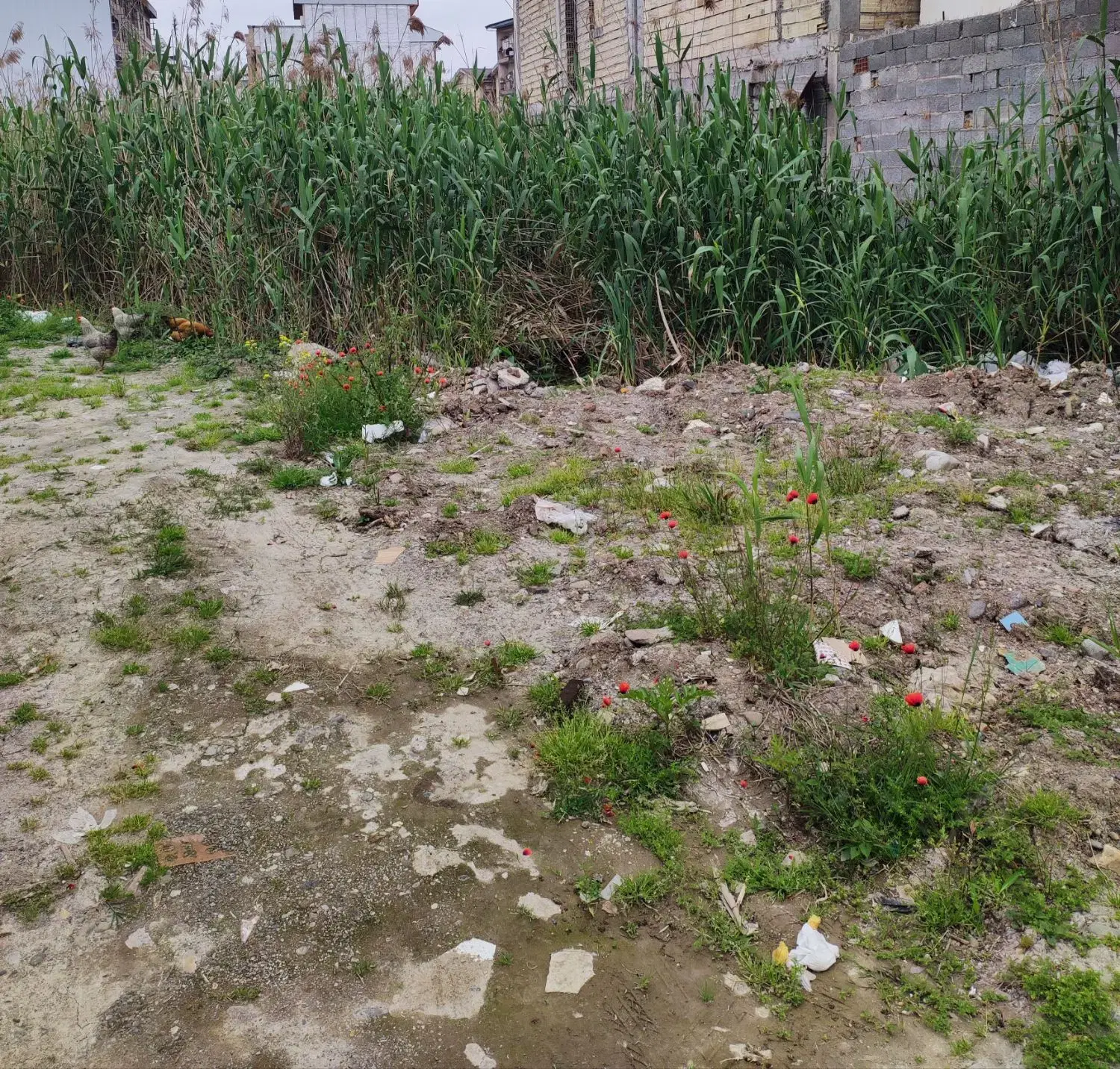 فروش زمین و معاوضه رشت