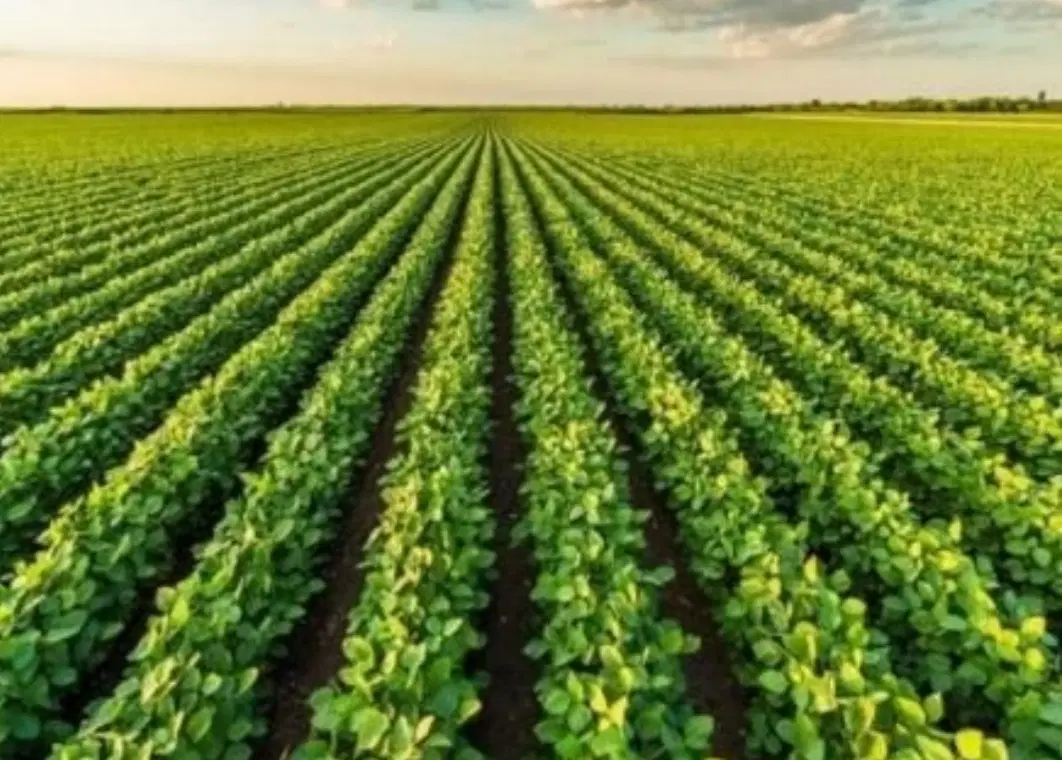 اجاره ۱۵هکتار زمین آبی سیستم قطره ای برقی