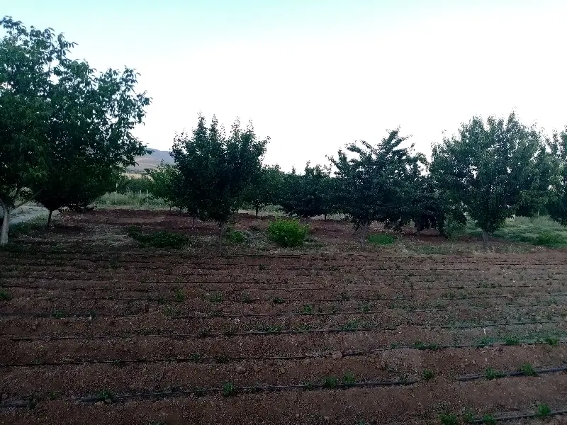 اجاره زمین کشاورزی دیم