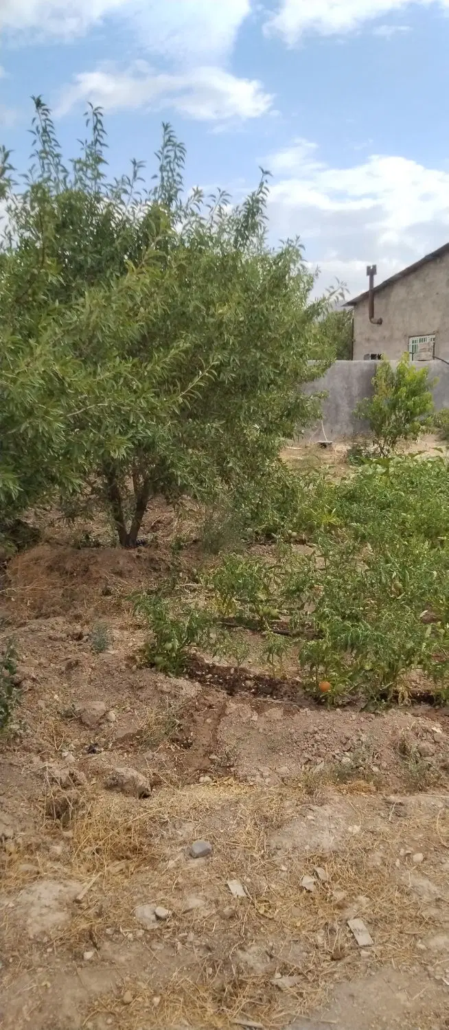 باغ ۳۰۰۰ متری انواع درختان میوه وباغ انگور بزرگ