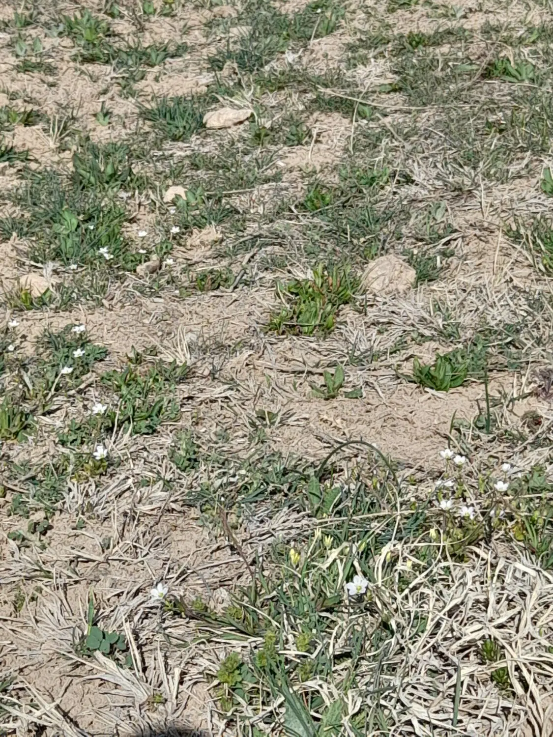 زمین کشاورزی
