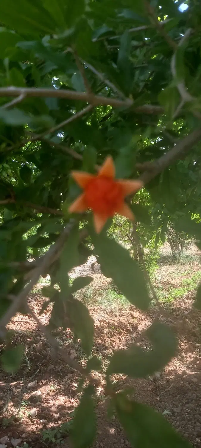 زمین‌ساده‌‌مجوز‌وسندارگلخانه‌ای