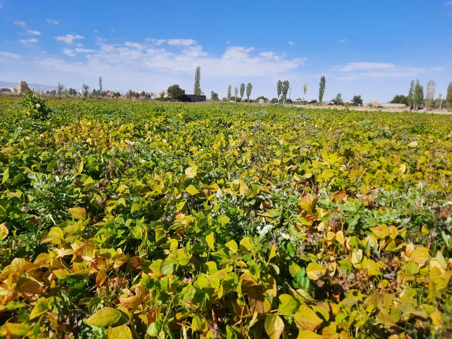 اجاره زمین کشاورزی ۳ هکتار و ۳ هزار متر