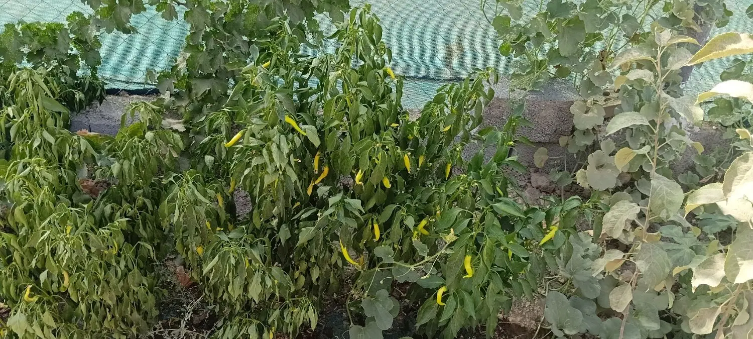 باغ باغچه