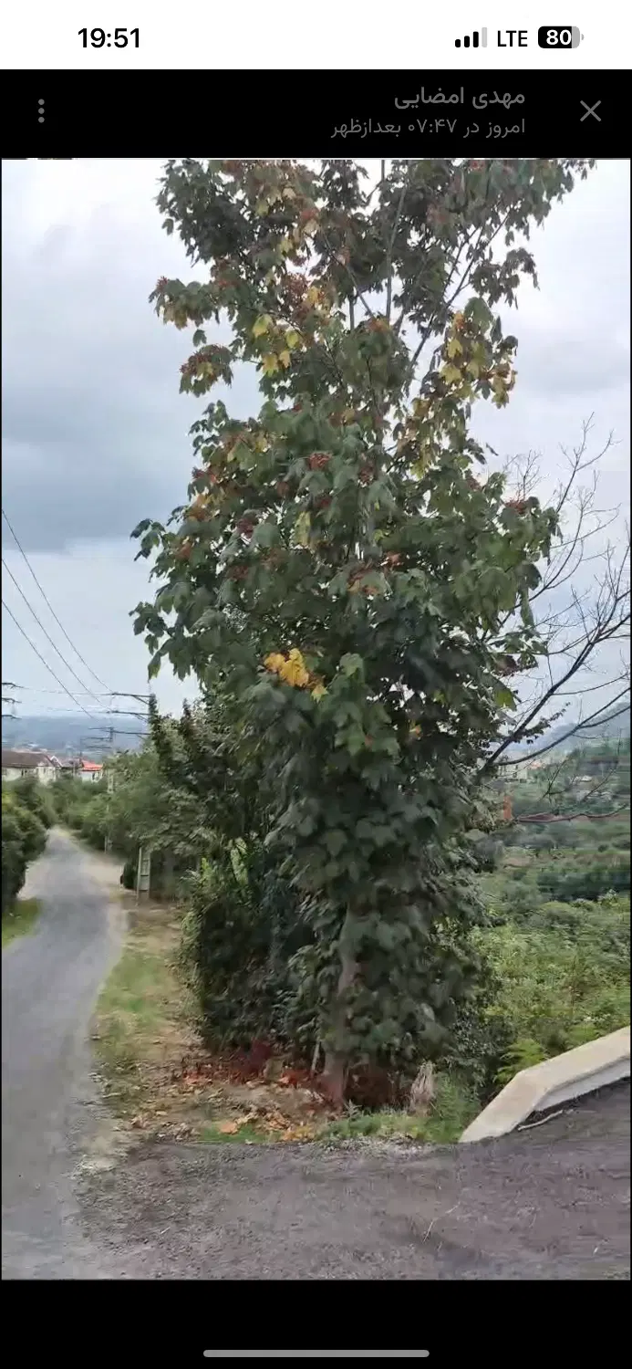 زمین