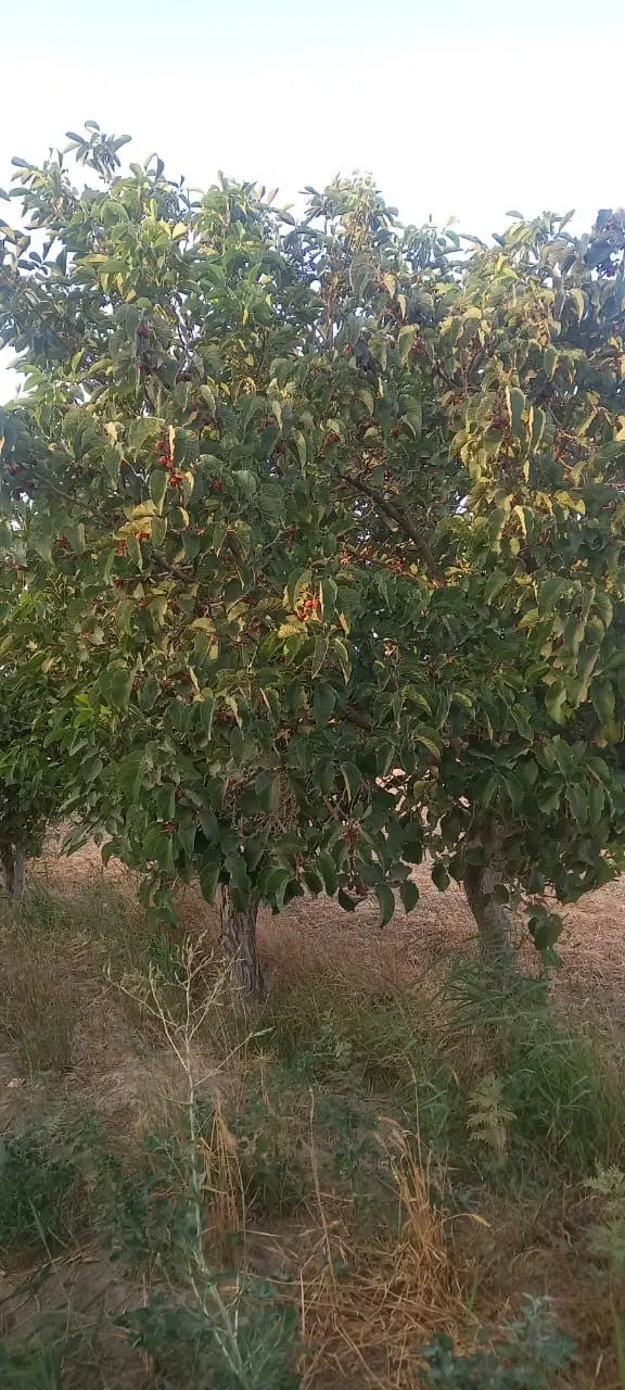 ۷۰۰۰ متر زمین کشاورزی با خاک مرغوب تنکمان