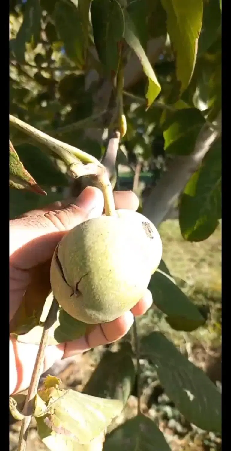 فروش اشجار گردو