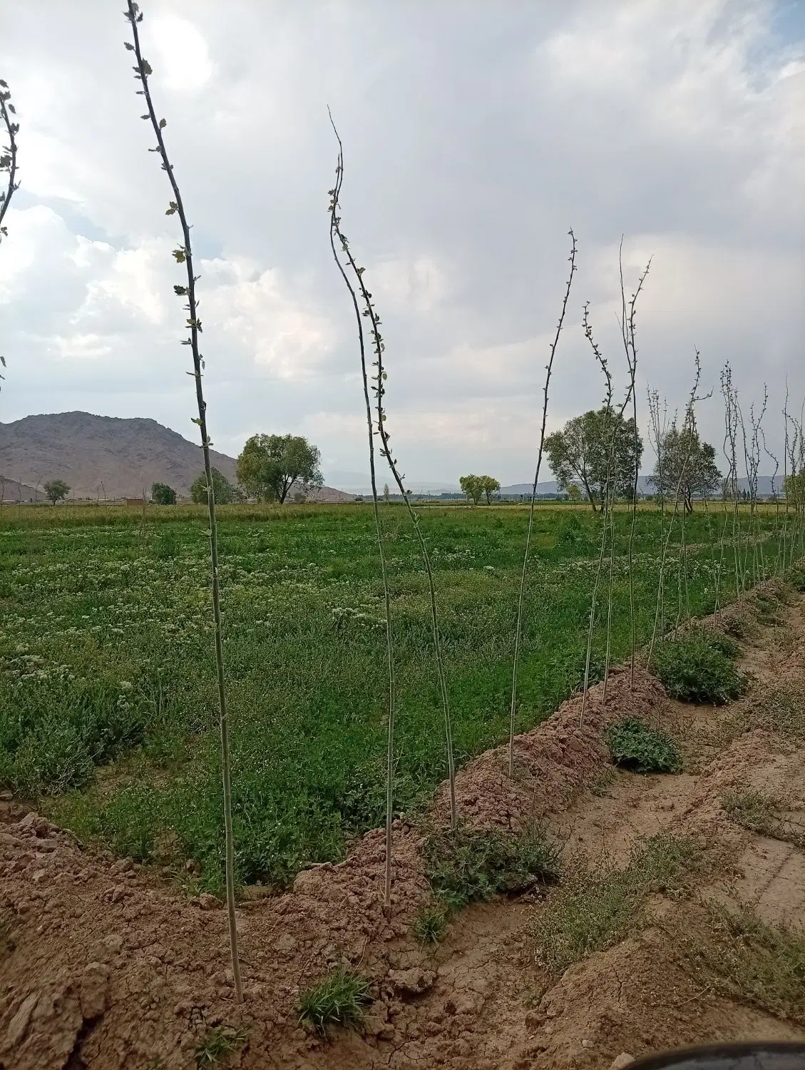 زمین کشاورزی روستای میناس