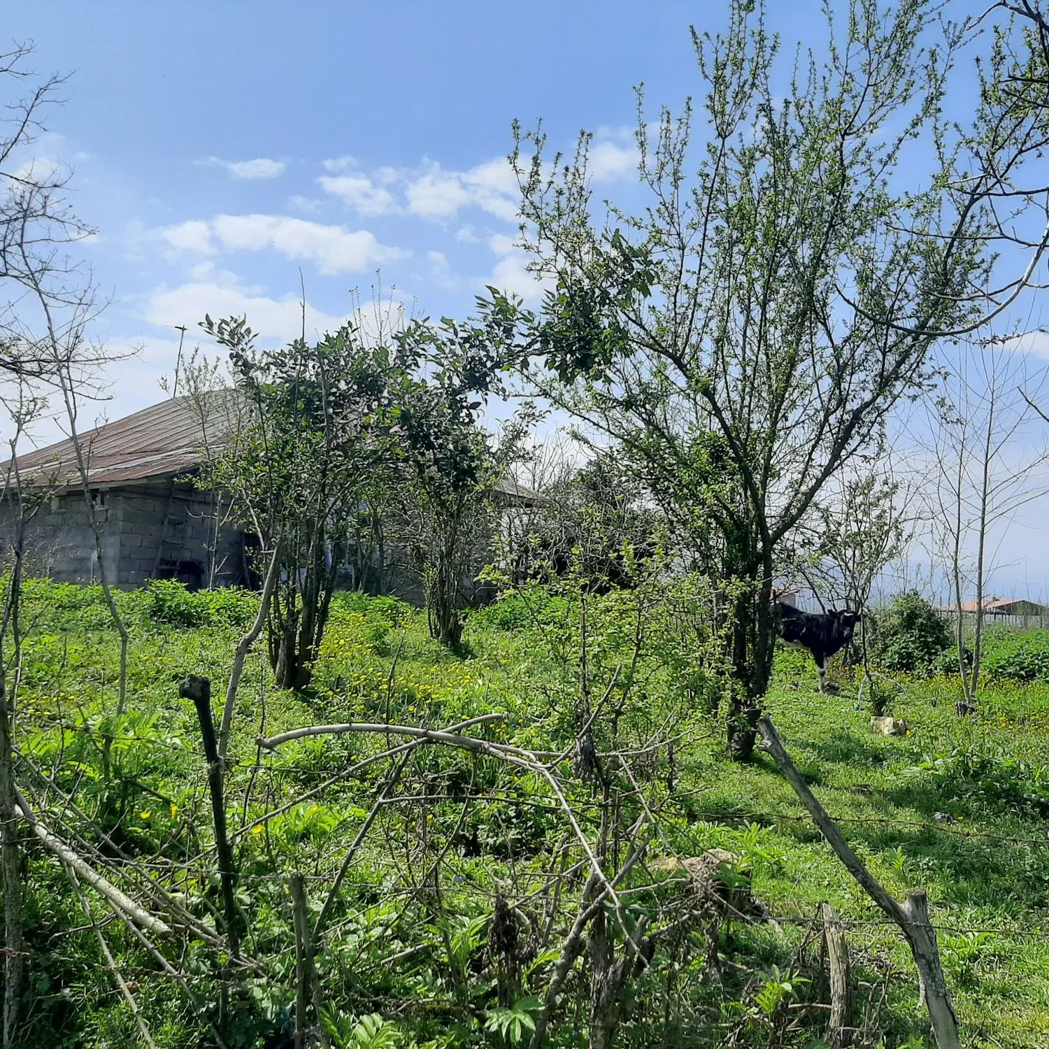 زمین