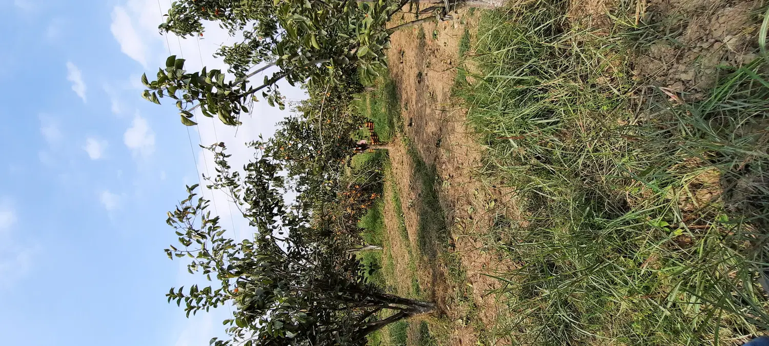 زمین باغی