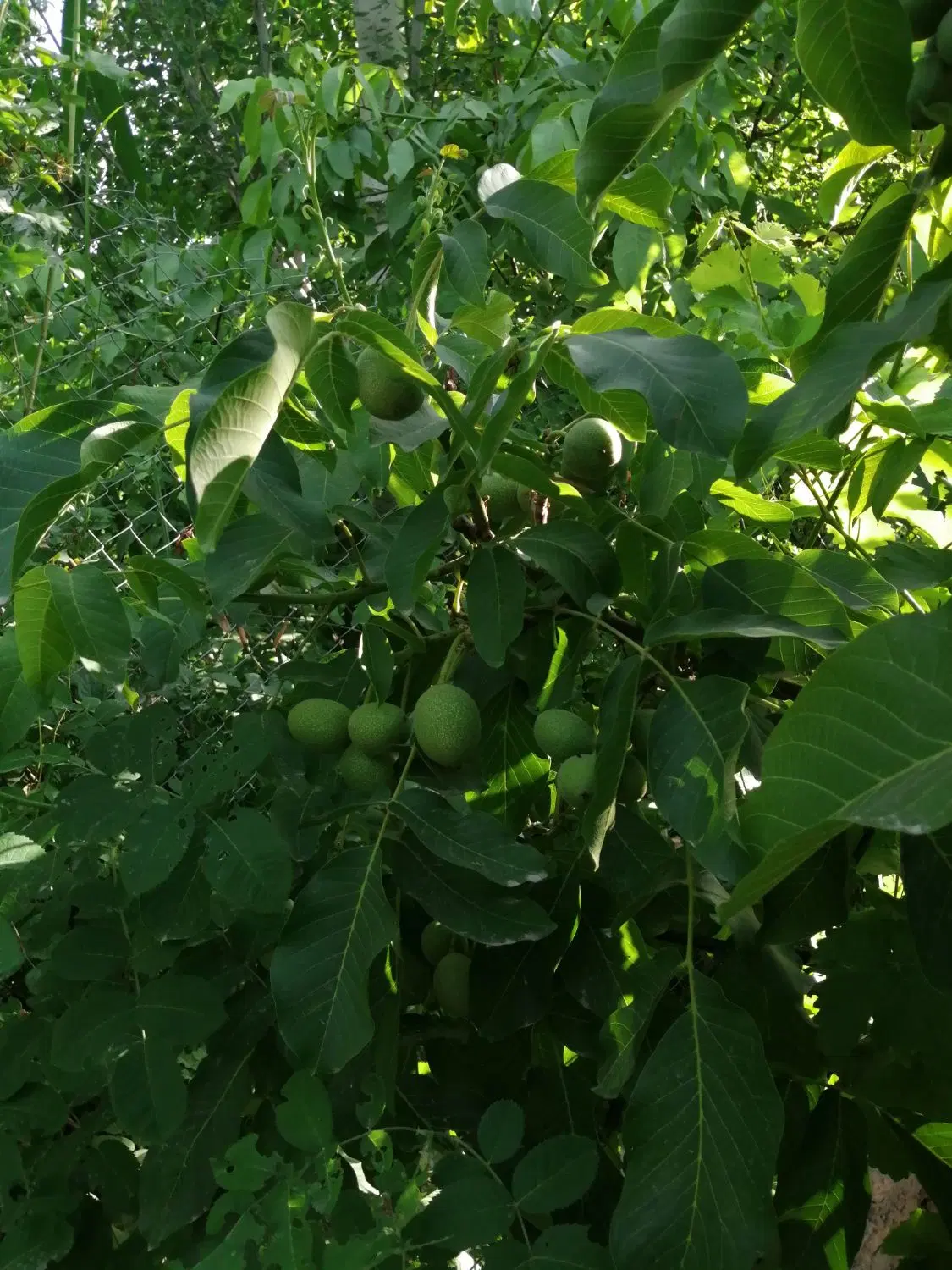 فروش باغ ( املاک بیار )