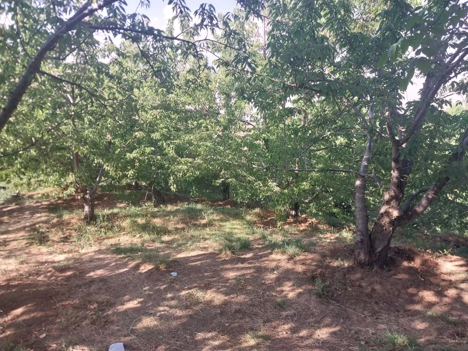 باغ گیلاس
