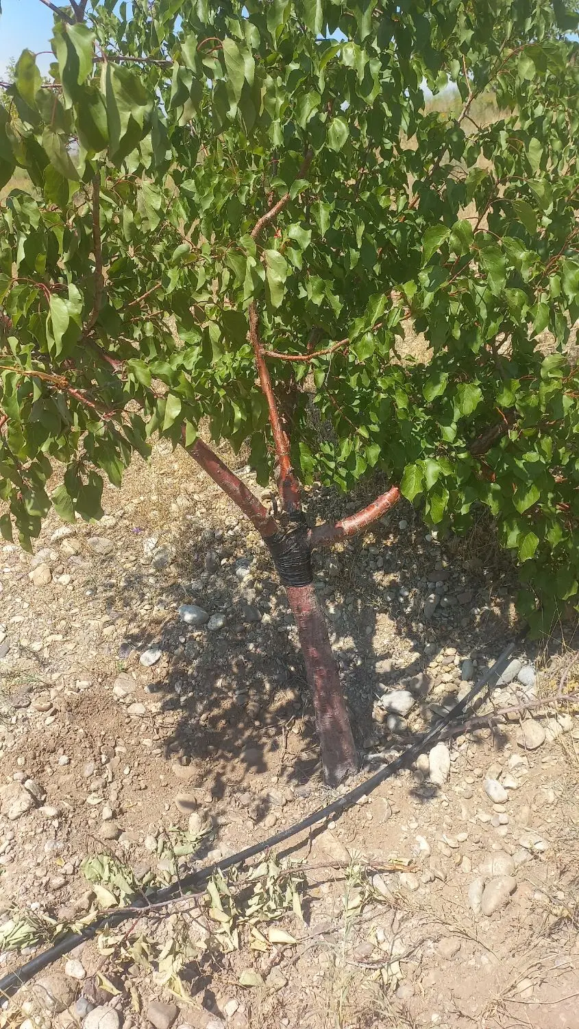 فروش باغ دراطراف روستای قراجا