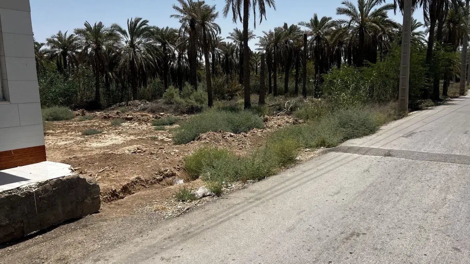 زمین نخلستان