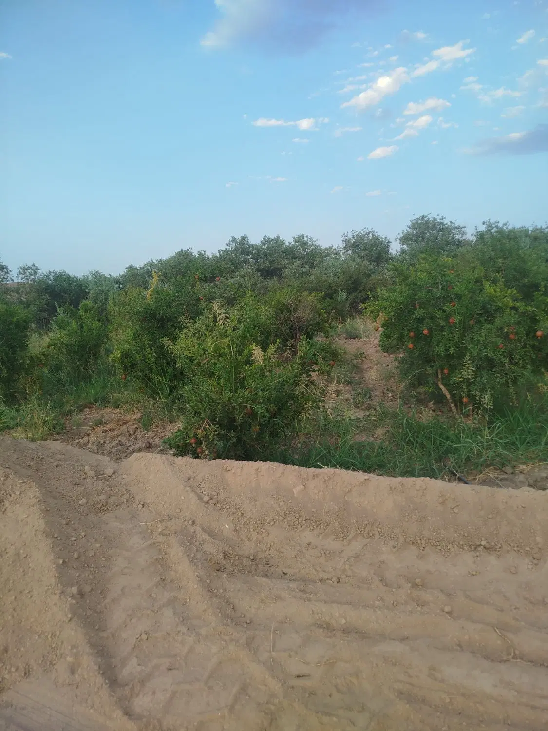 باغ روستای صفی آباد