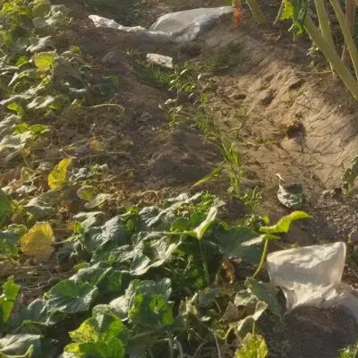 زمین کشاورزی