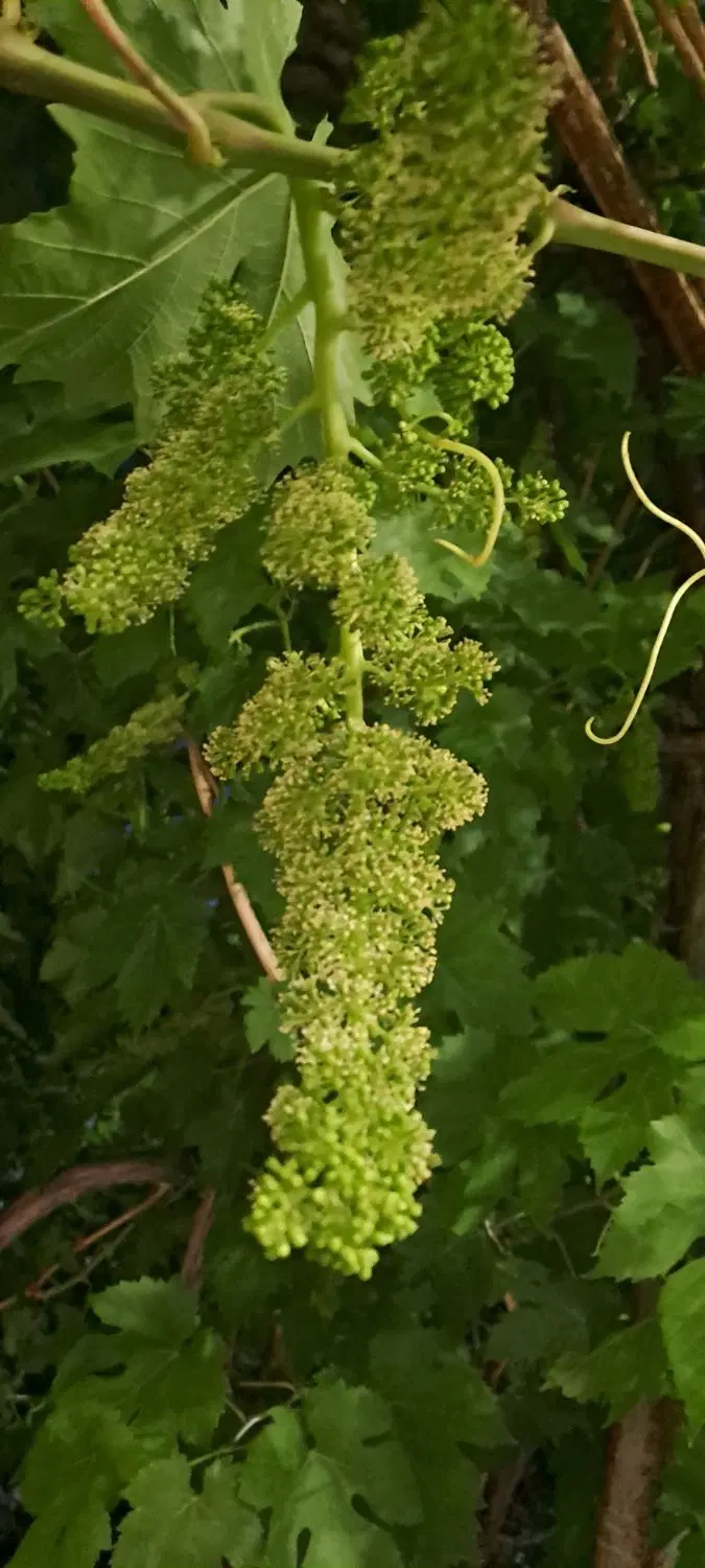 باغچه  ۶۵متربنا استخرسهمیه اب برق