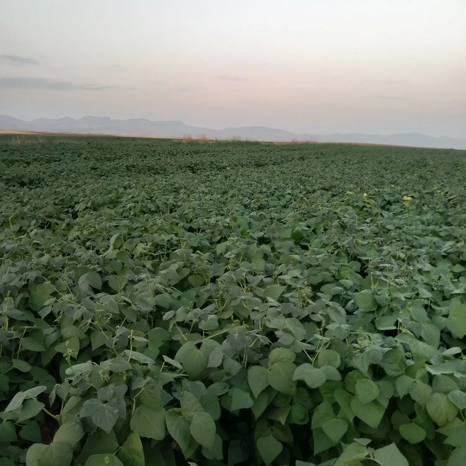 زمین آبی