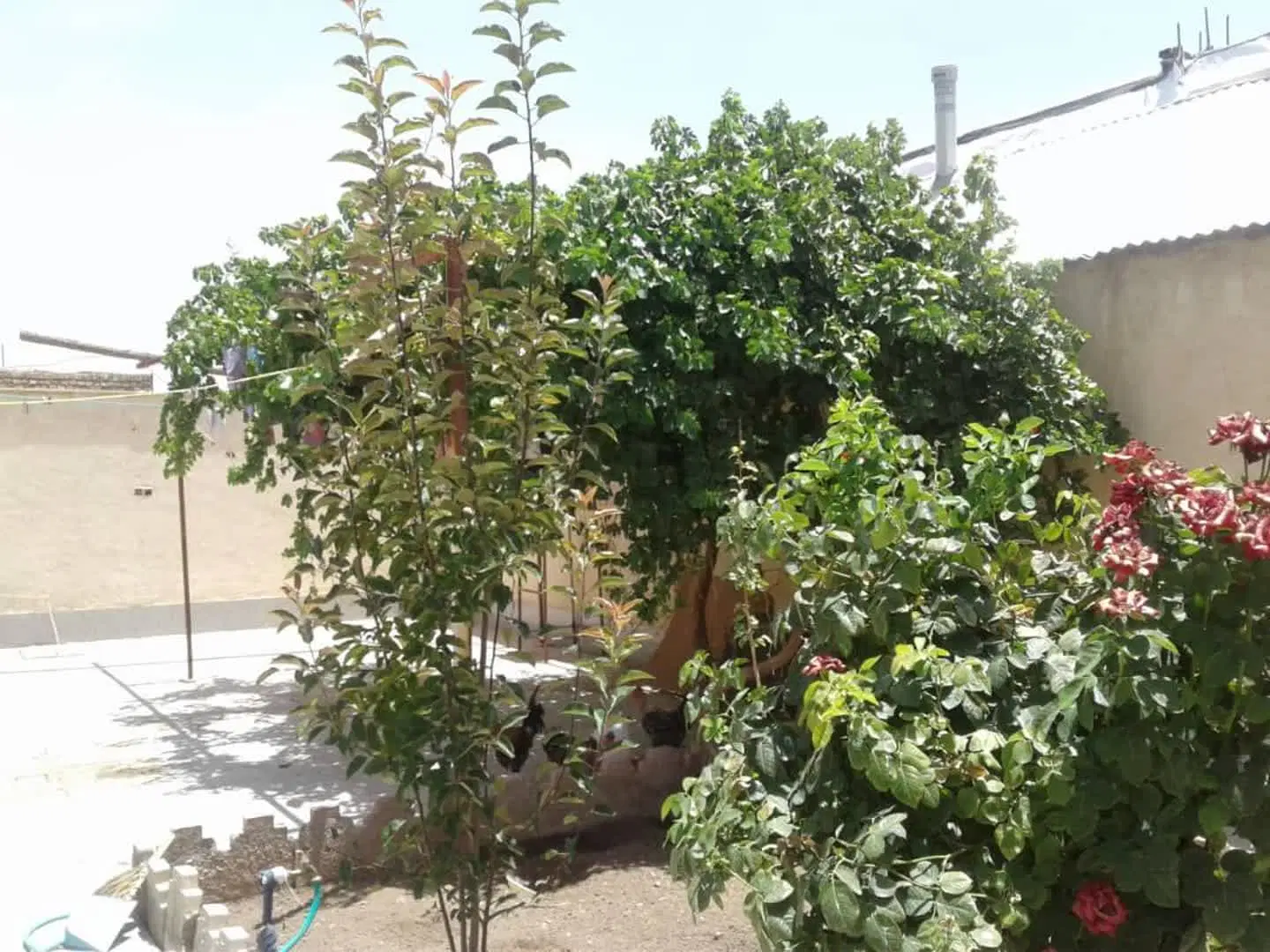 معاوضه خونه باغین ویلایی