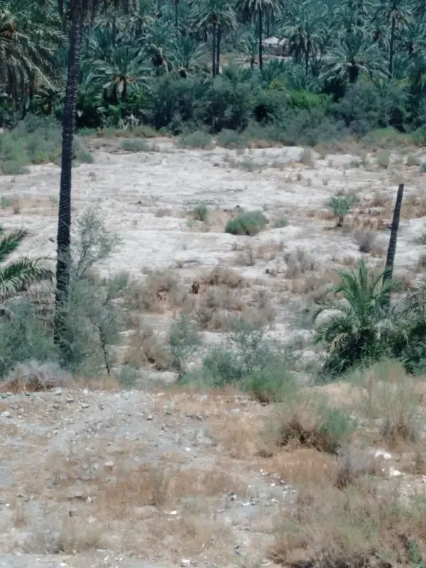 زمین کشاورزی