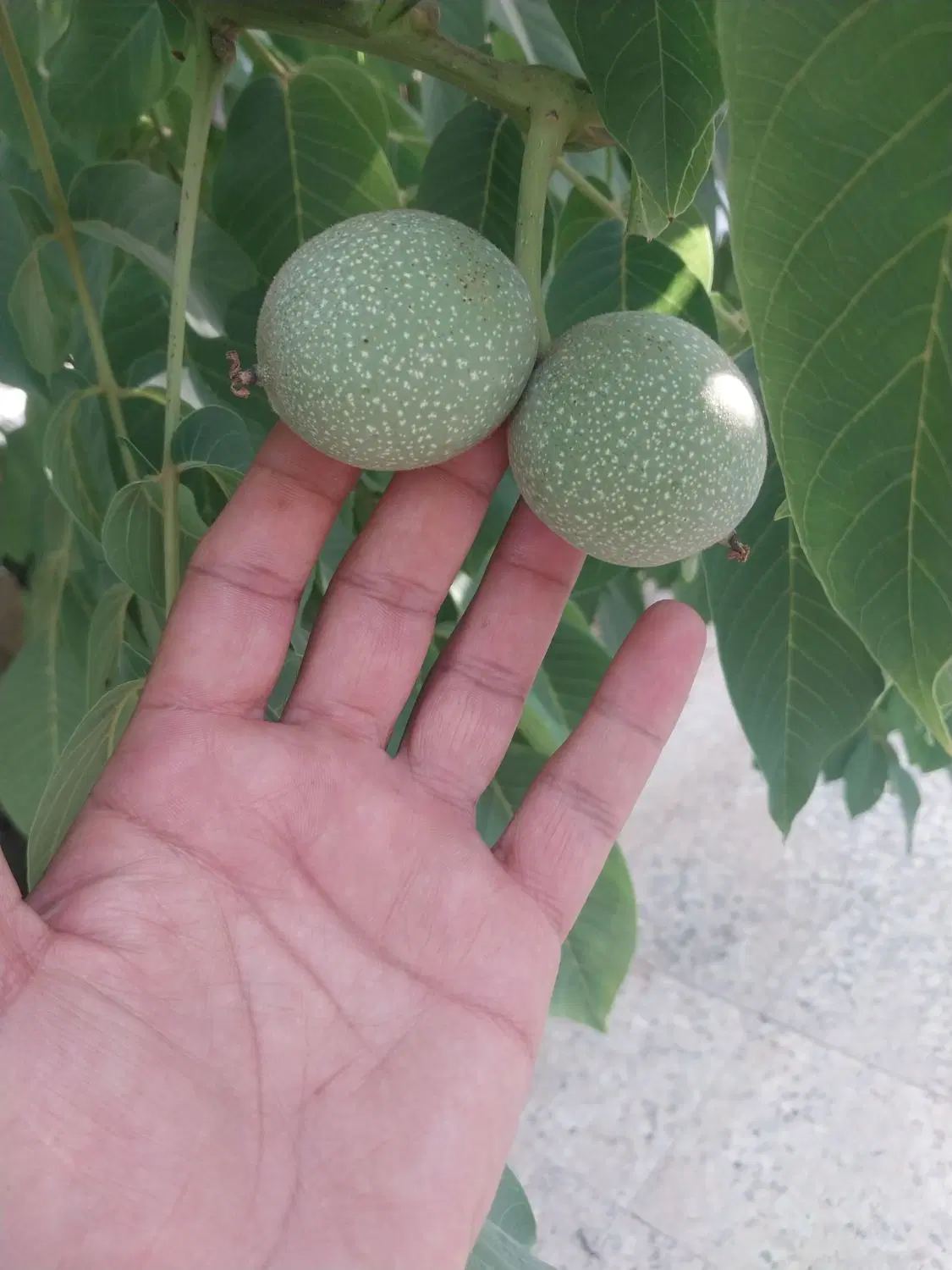 خانه زنیان دهنو قلندری ۱۰۵۰ متر