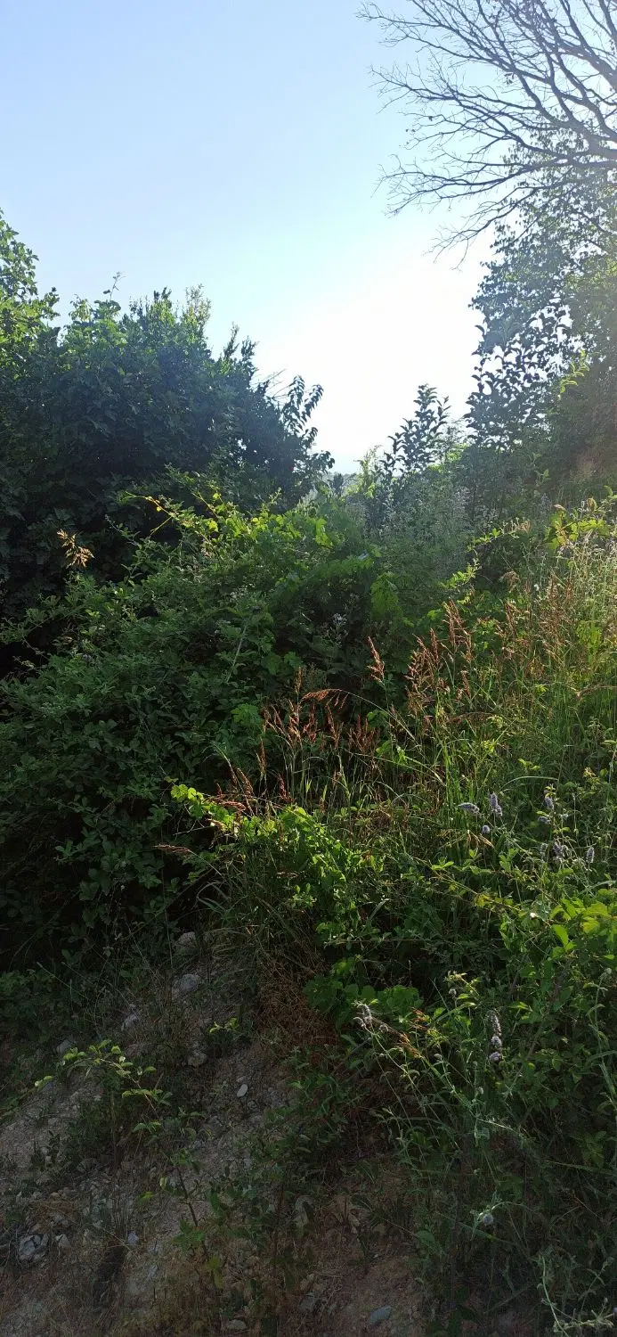 فروش باغ در روستای امیرآباد . سی سخت