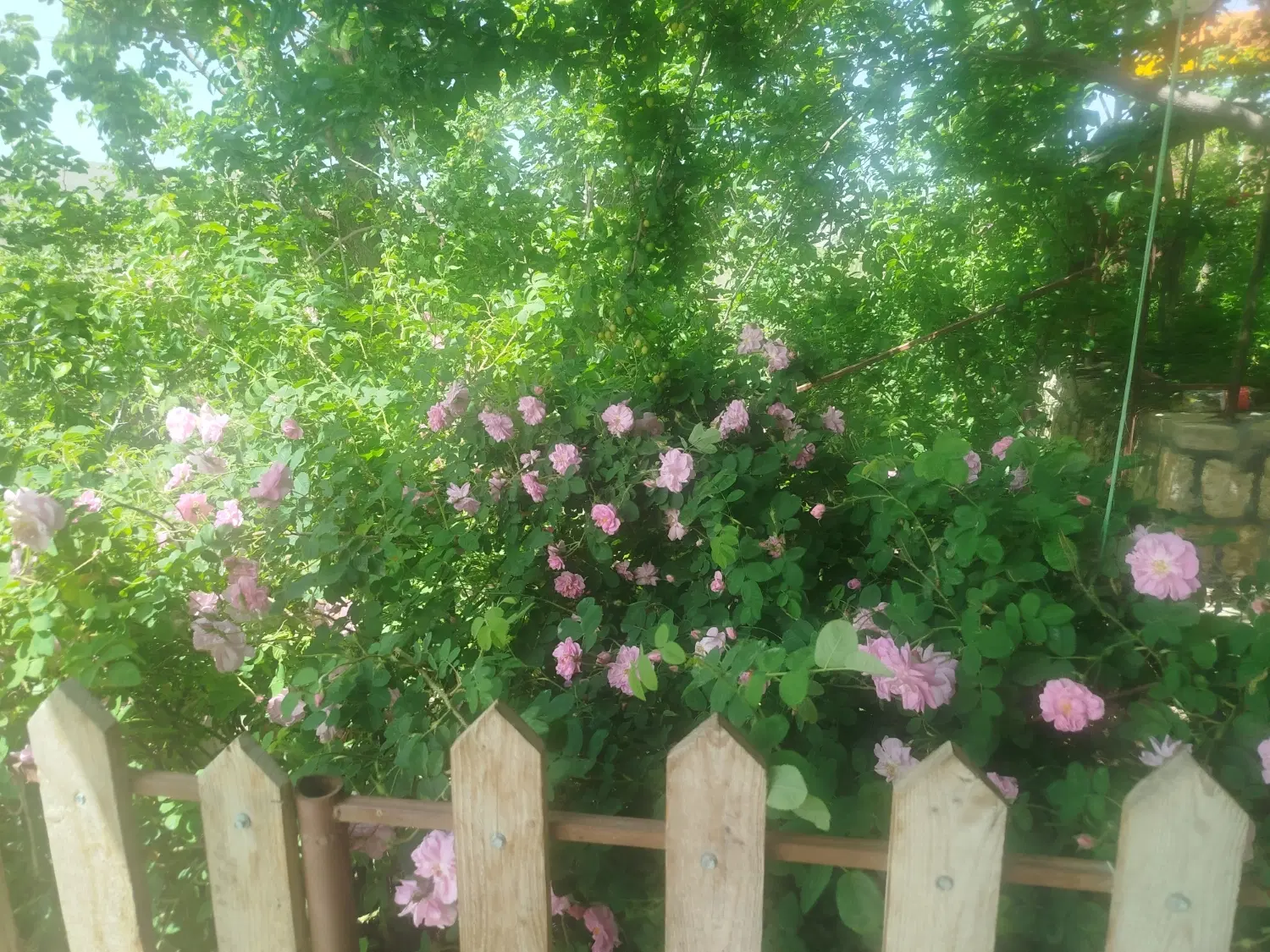 باغچه 1300 متری طرقبه جاغرق