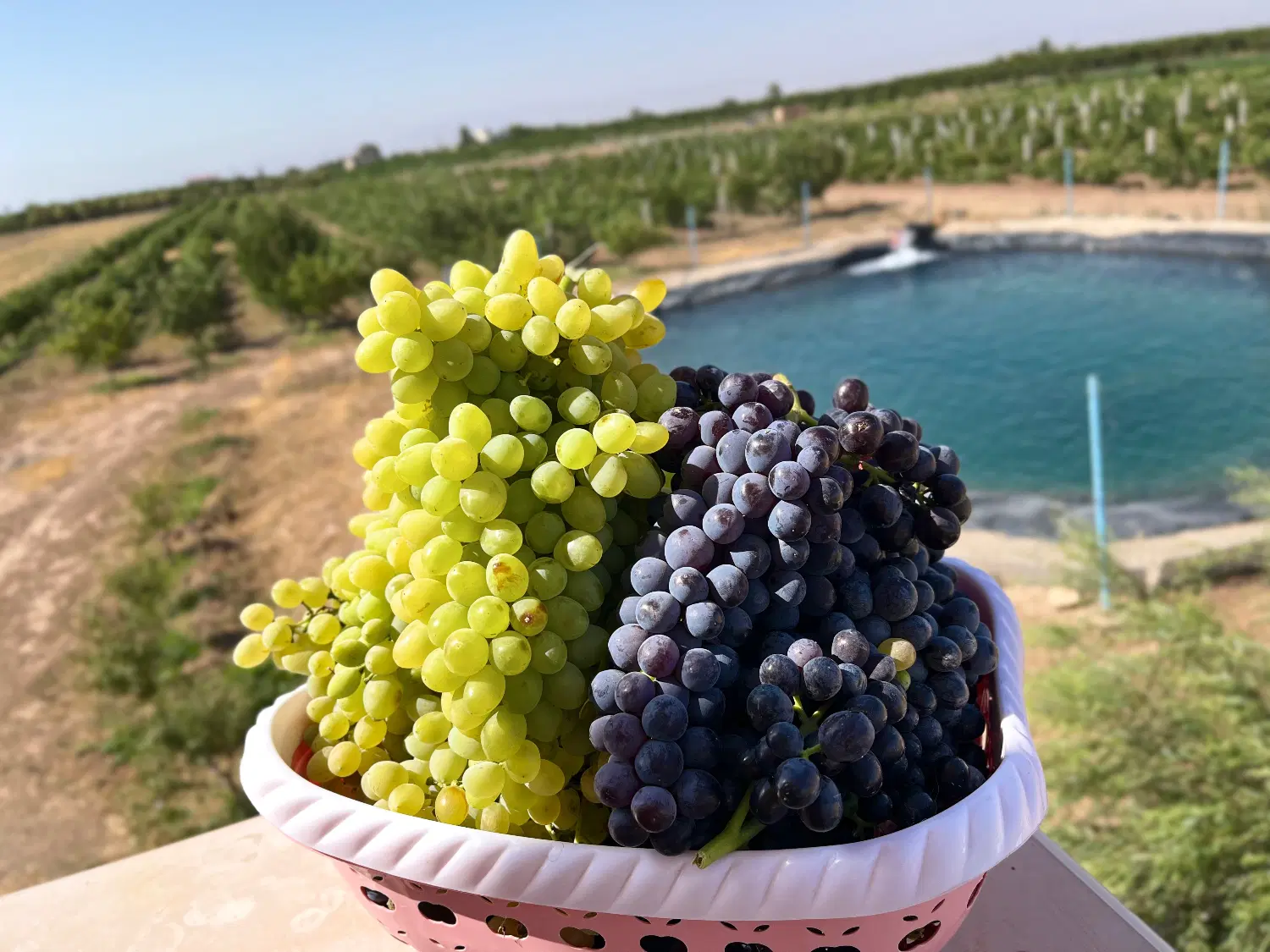 باغ انگور خارجی باویلا وامکانات بامجوز برق