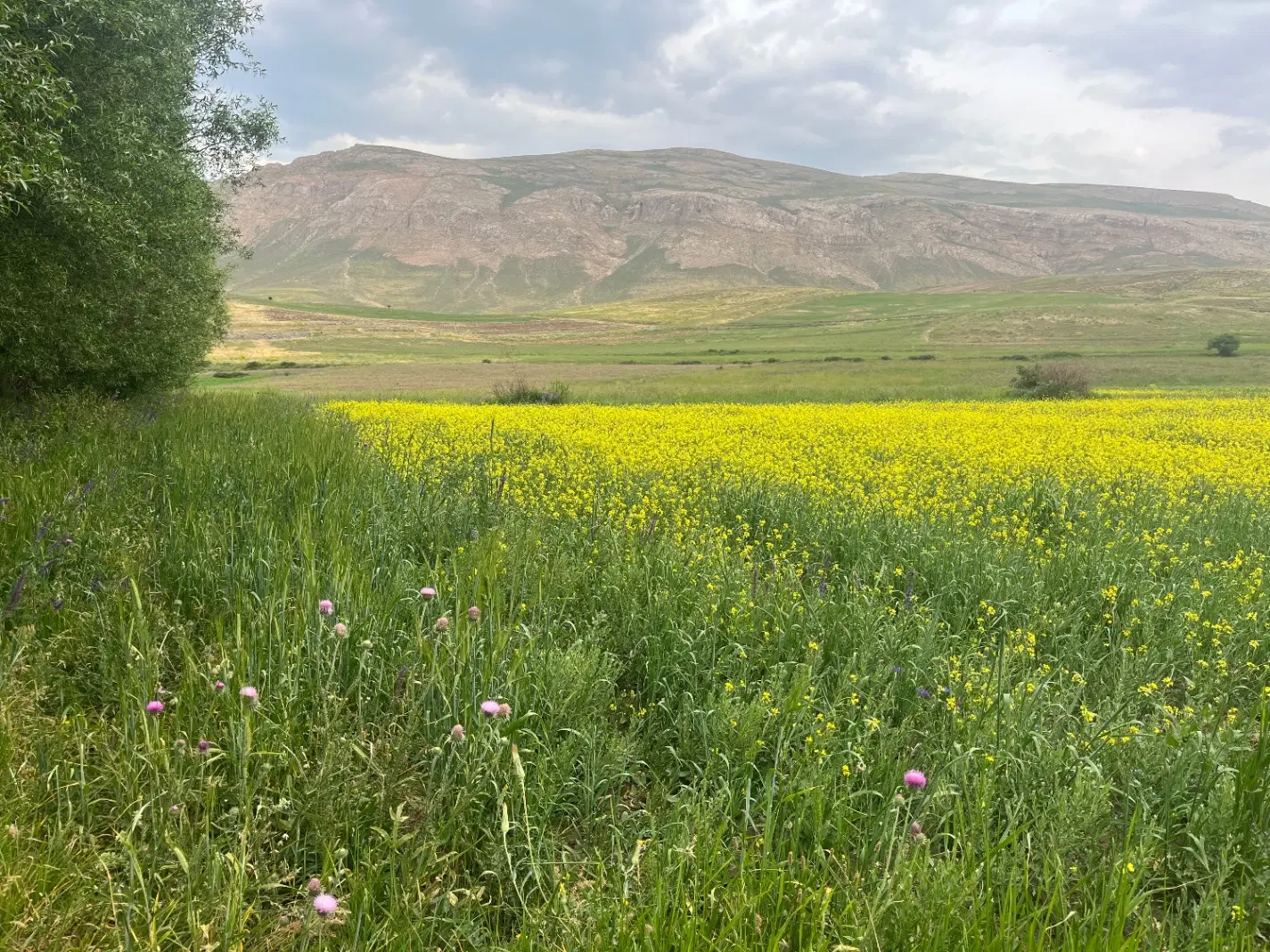 فروش زمین مزروعی باغی در روستای طولش