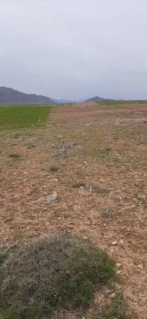 زمین کشاورزی دیمی