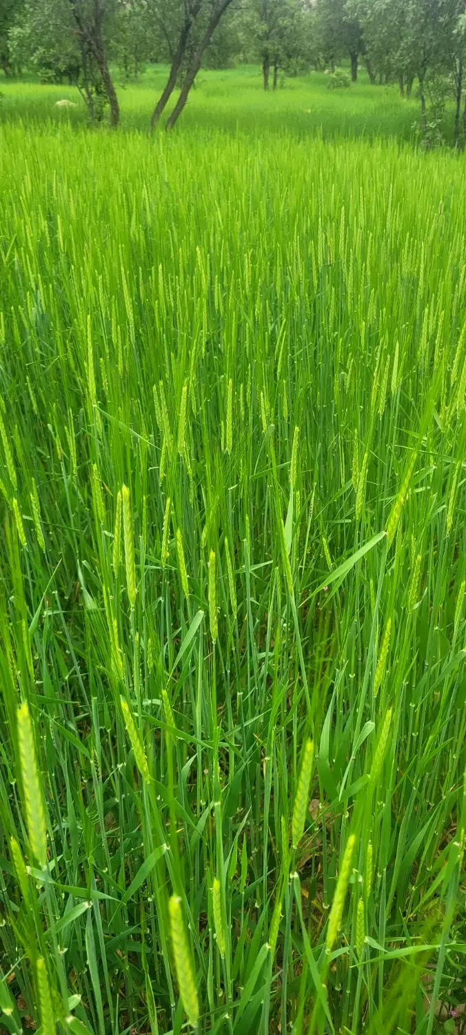 فروش زمین