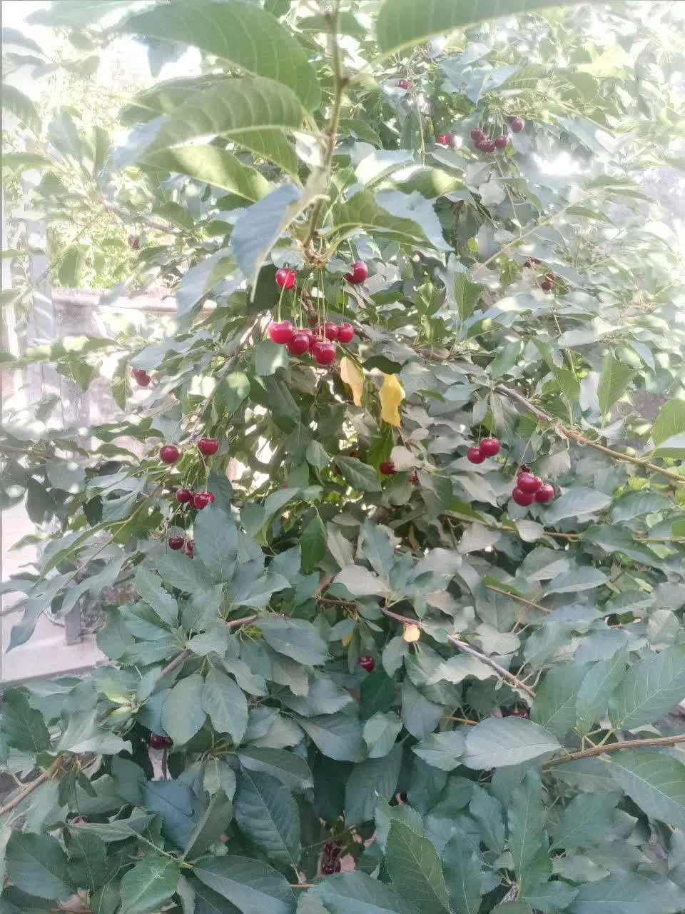 خانه باغ ۴۰۰ متدی تنگ چنار