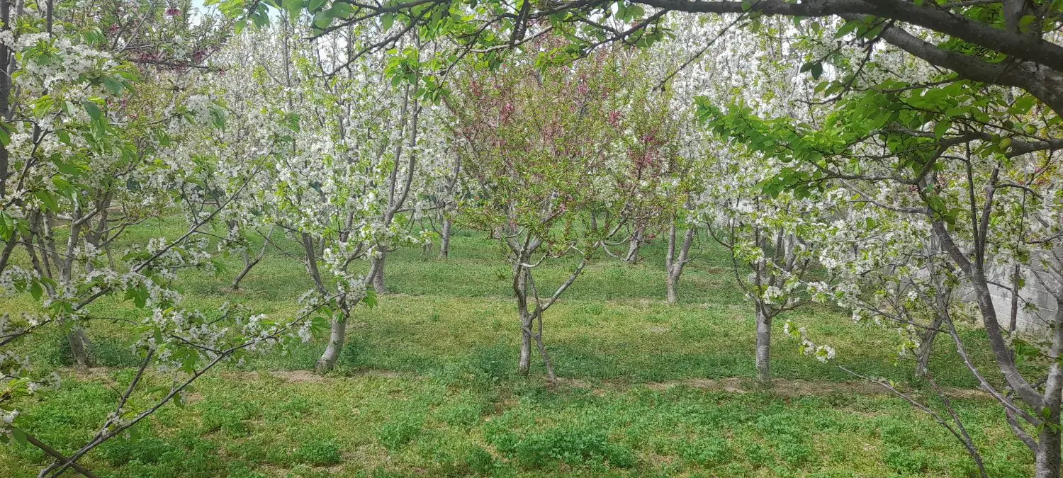 باغ درختان میوه