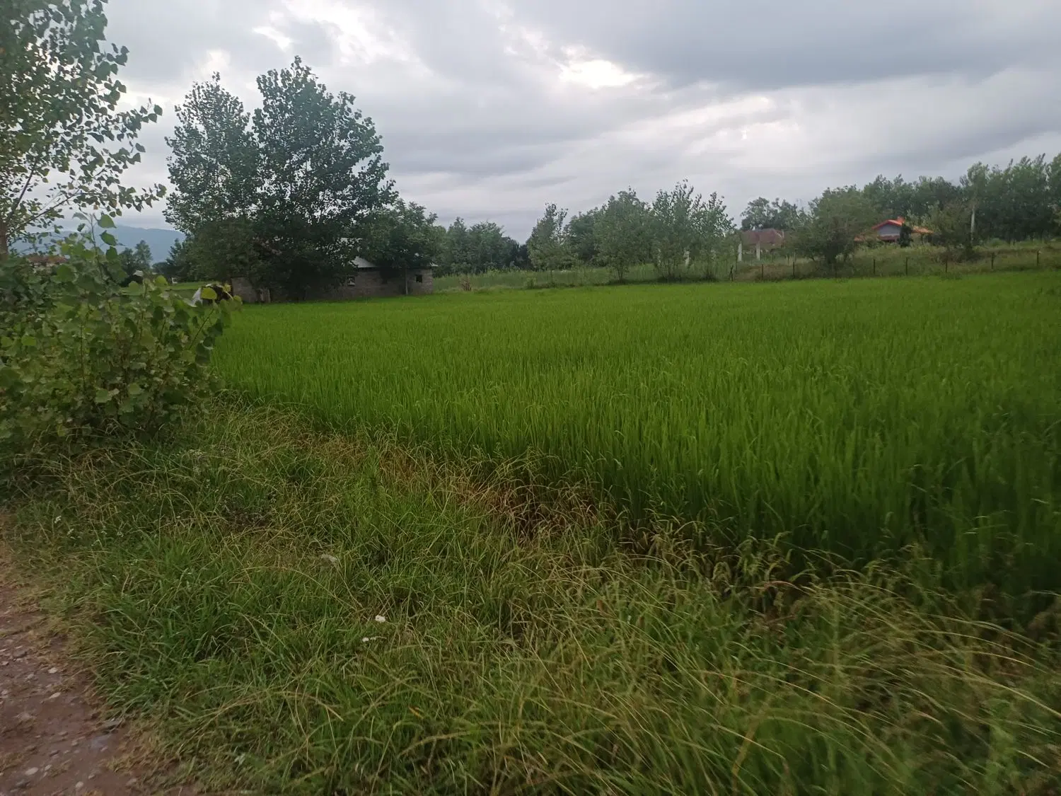 فروش زمین باغی قاضیان سراوان