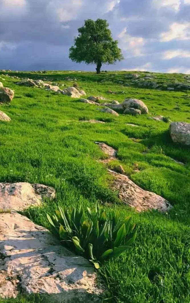 زمین ۱۹۰ متری