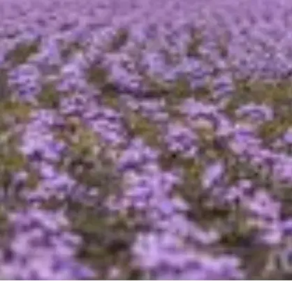 زمین زعفران