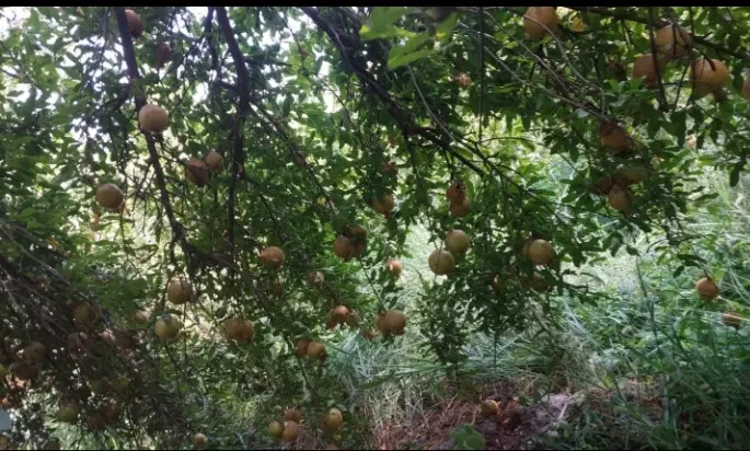 فروش باغ انار و گل محمدی و...