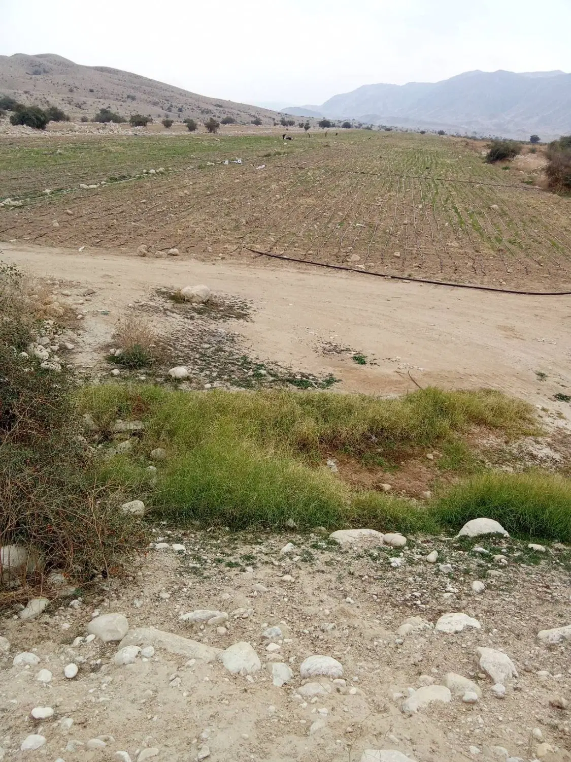 فروش یا اجاره زمین کشاورزی