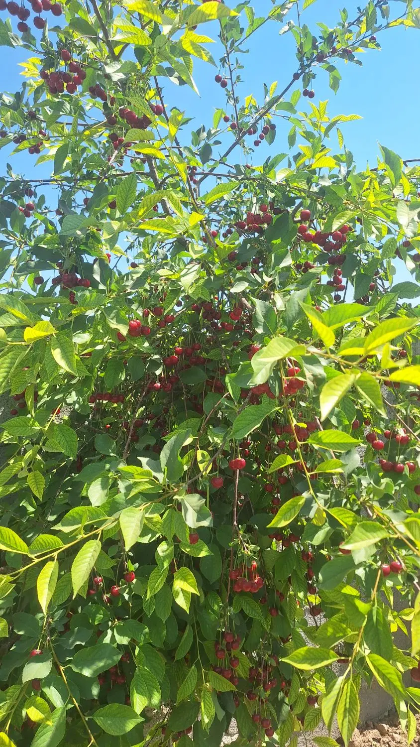 باغچه با آبیاری قطره‌ای
