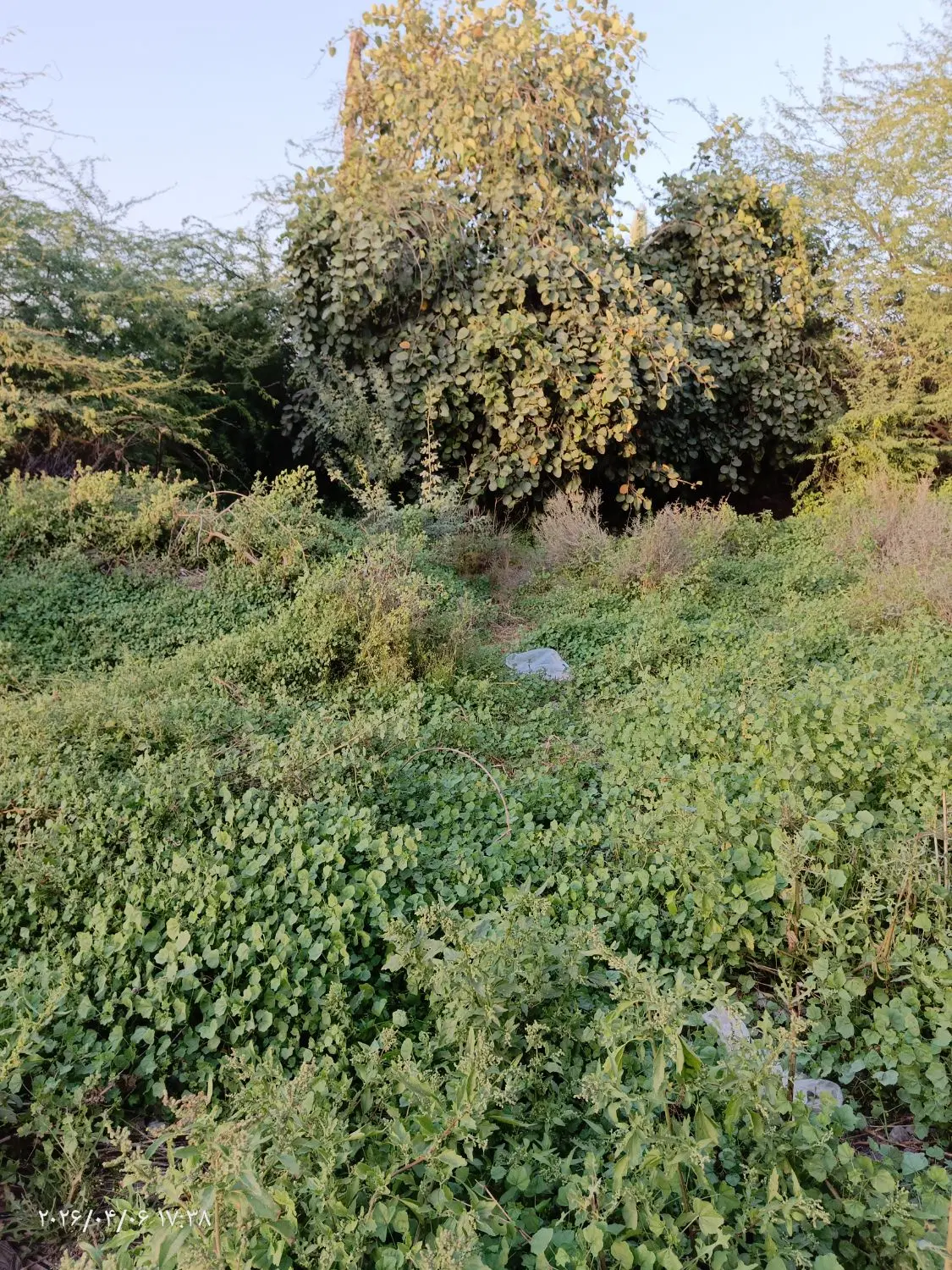 زمین به فروش می رسد