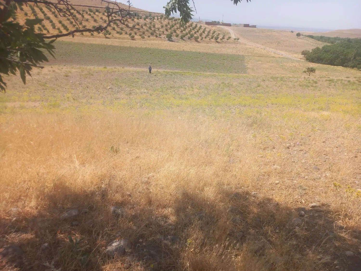 زمین کشاورزی آبی وجای دنج درج ۱ متراژ ۸۸۲۰مترمربع