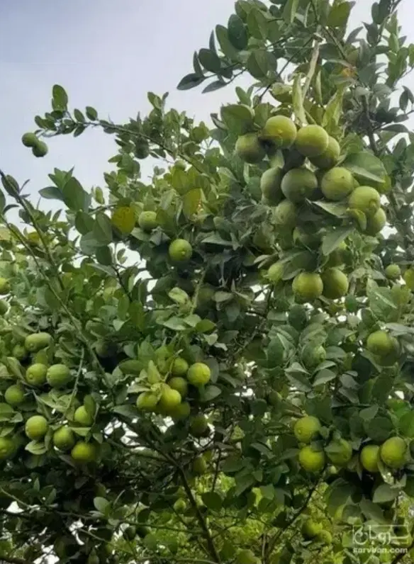 باغ سربیشه نزدیک جاده اصلی