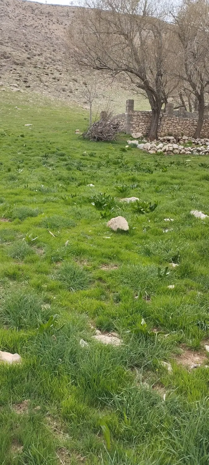 زمین کشاورزی