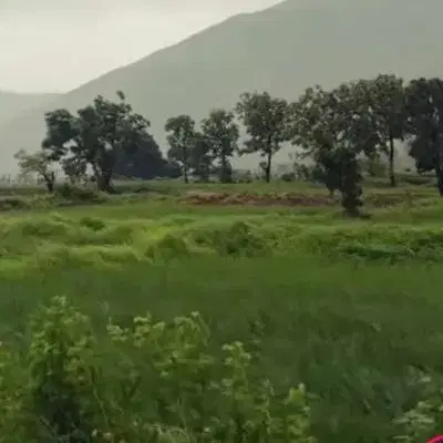 اجاره زمین باغی درجزین
