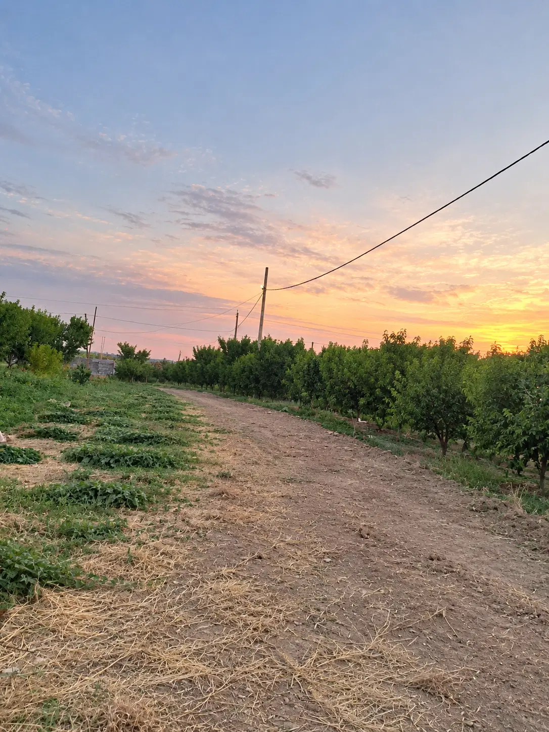 زمین باغ در یک کیلومتر پارس اباد