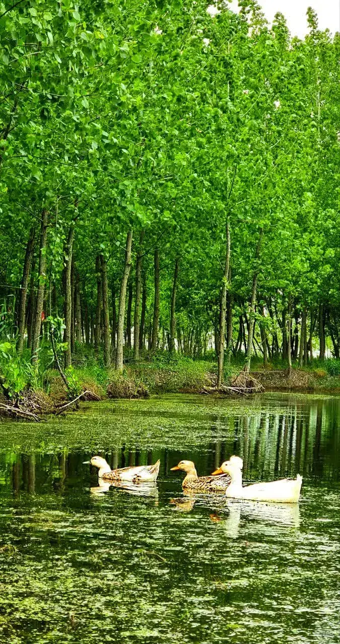 جزیره ای سبز، آرامشی متفاوت