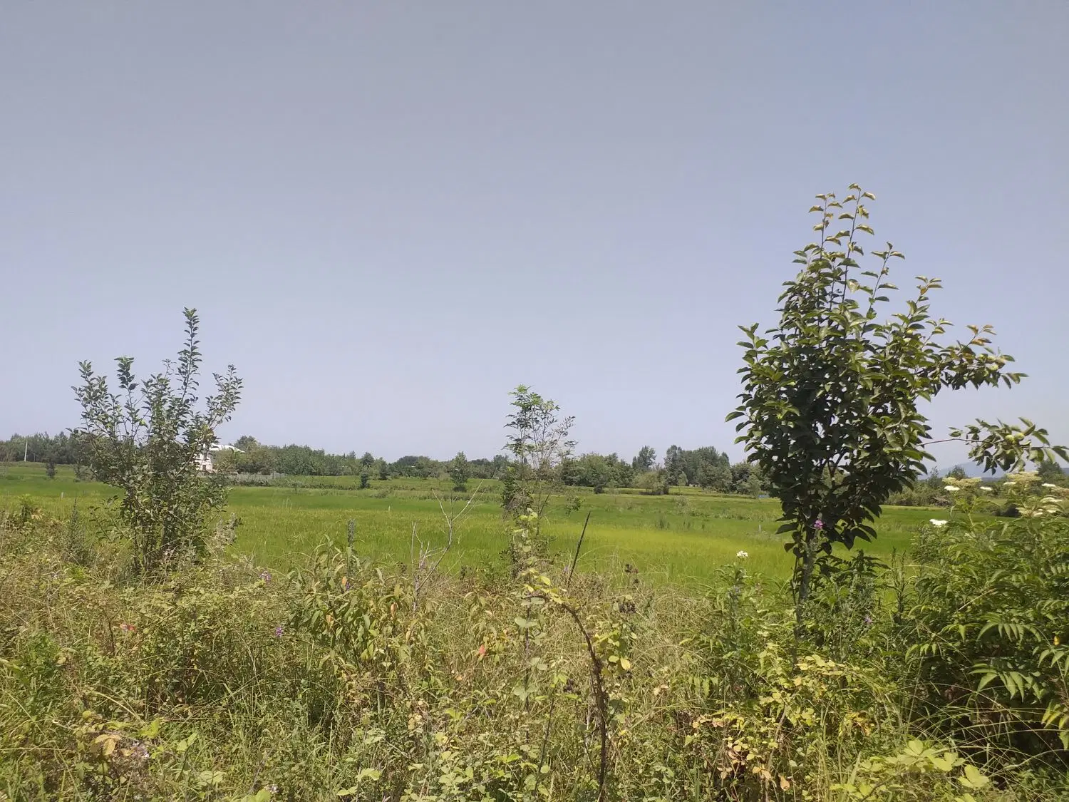 ۱۲هزار متر زمین در روستای سراوان