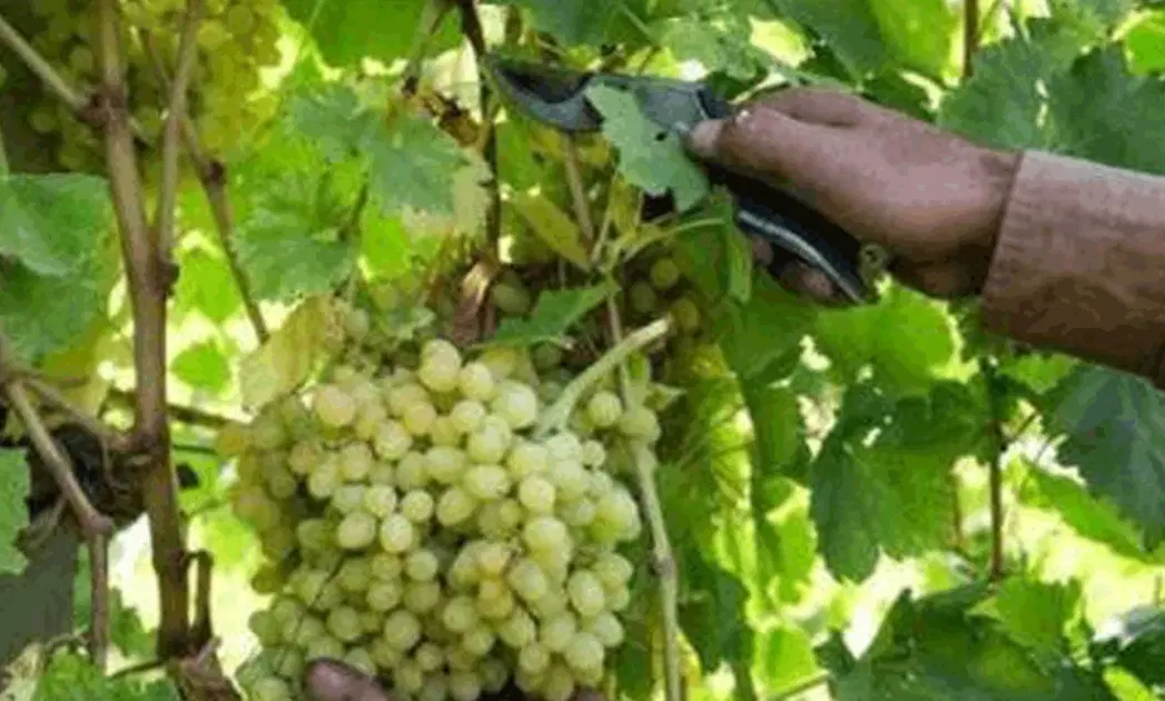 زمین باغی 800 شهرک پردیس کنار بلوار محلاتی