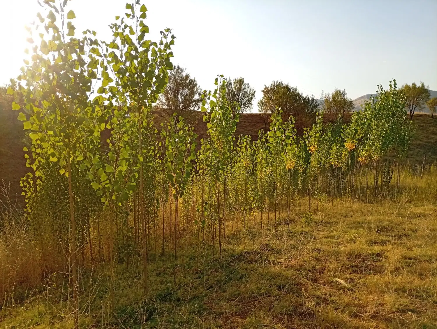 زمین کشاورزیو باغ۴۰۰۰متری مریوان