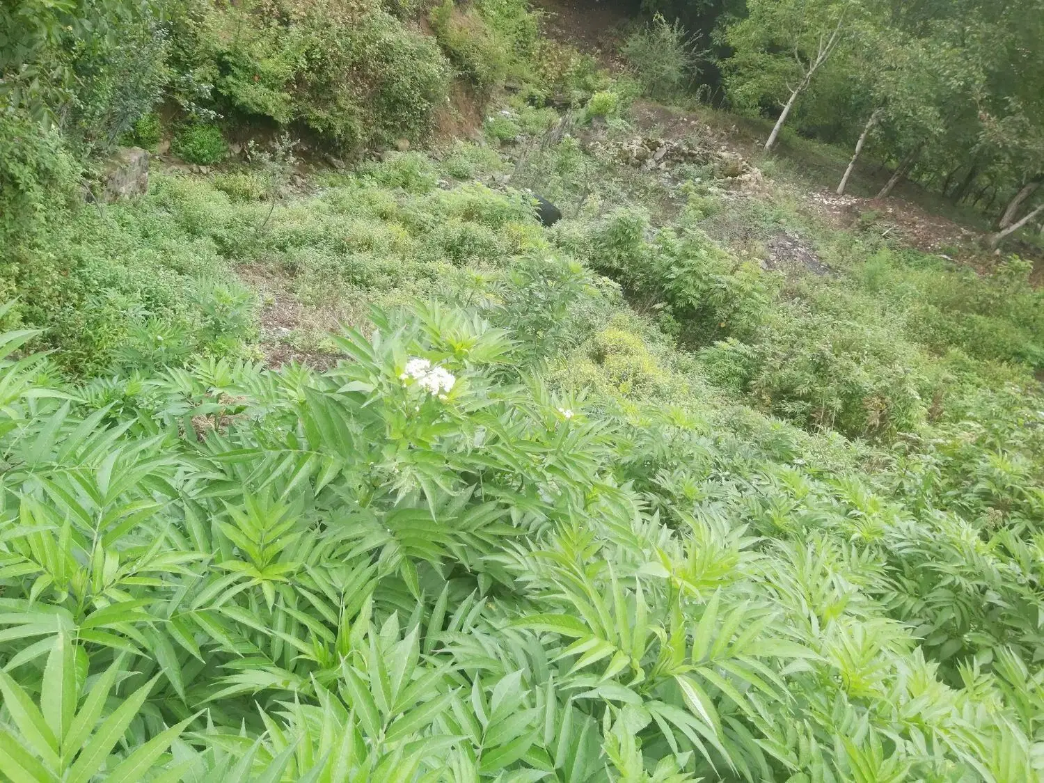 زمین در روستا